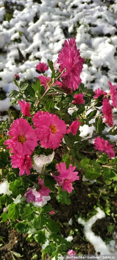 Первое чудо обыкновенной улитки