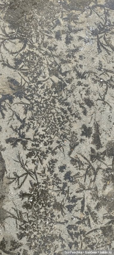 Первое чудо обыкновенной улитки (фото 7)