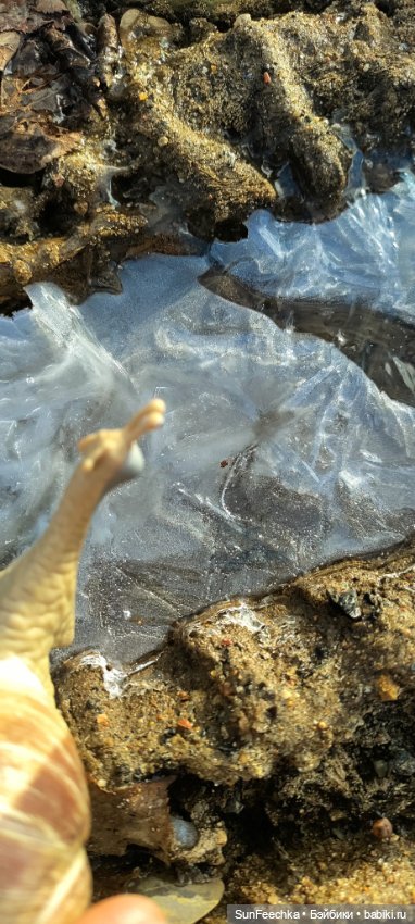 Первое чудо обыкновенной улитки