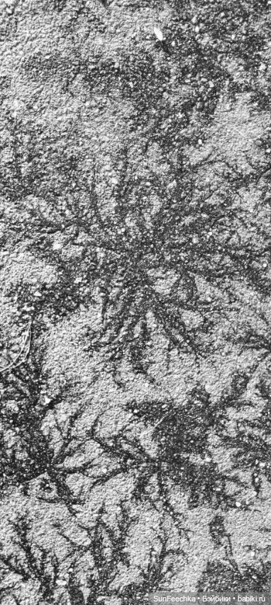 Первое чудо обыкновенной улитки (фото 9)