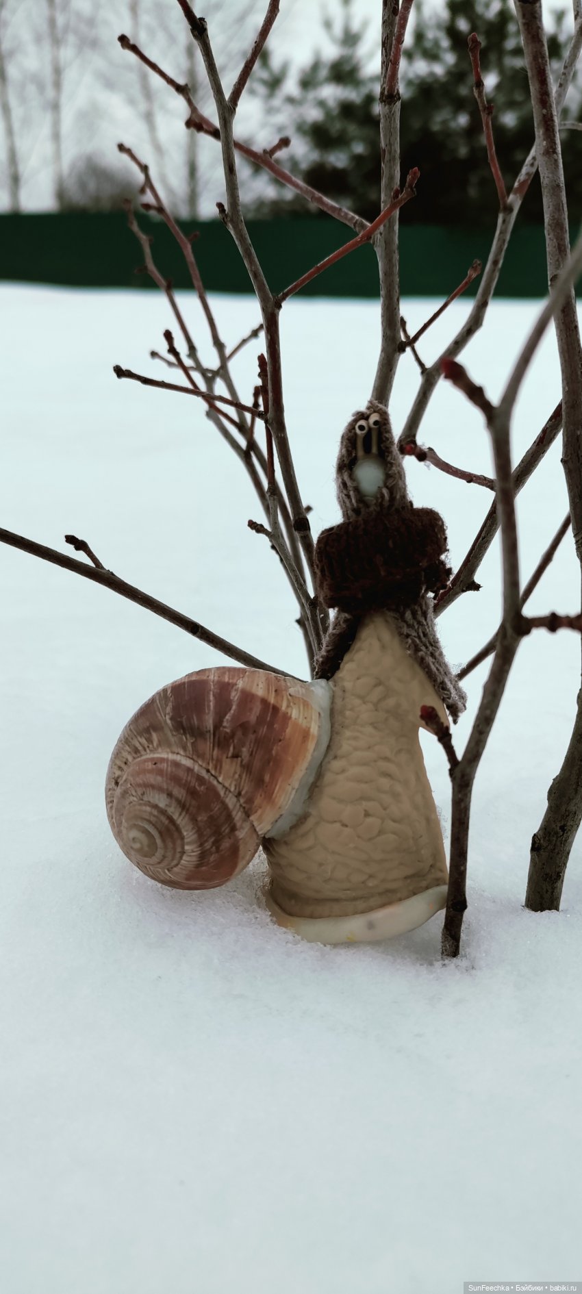 Большая ошибка обыкновенной улитки (фото 3)