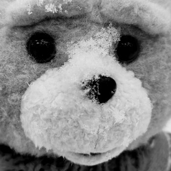 Испытательный срок для Тэдди