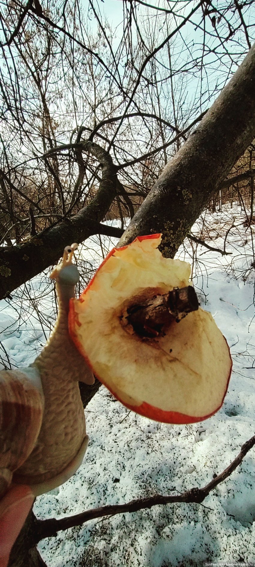 Весенние заботы обыкновенной улитки (фото 9)