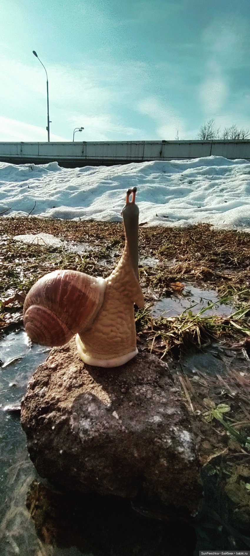 Весенние заботы обыкновенной улитки (фото 2)