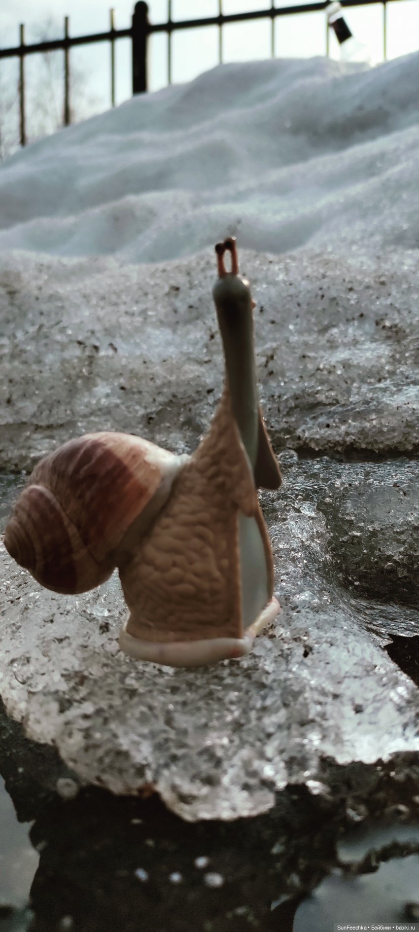 Весенние заботы обыкновенной улитки (фото 4)