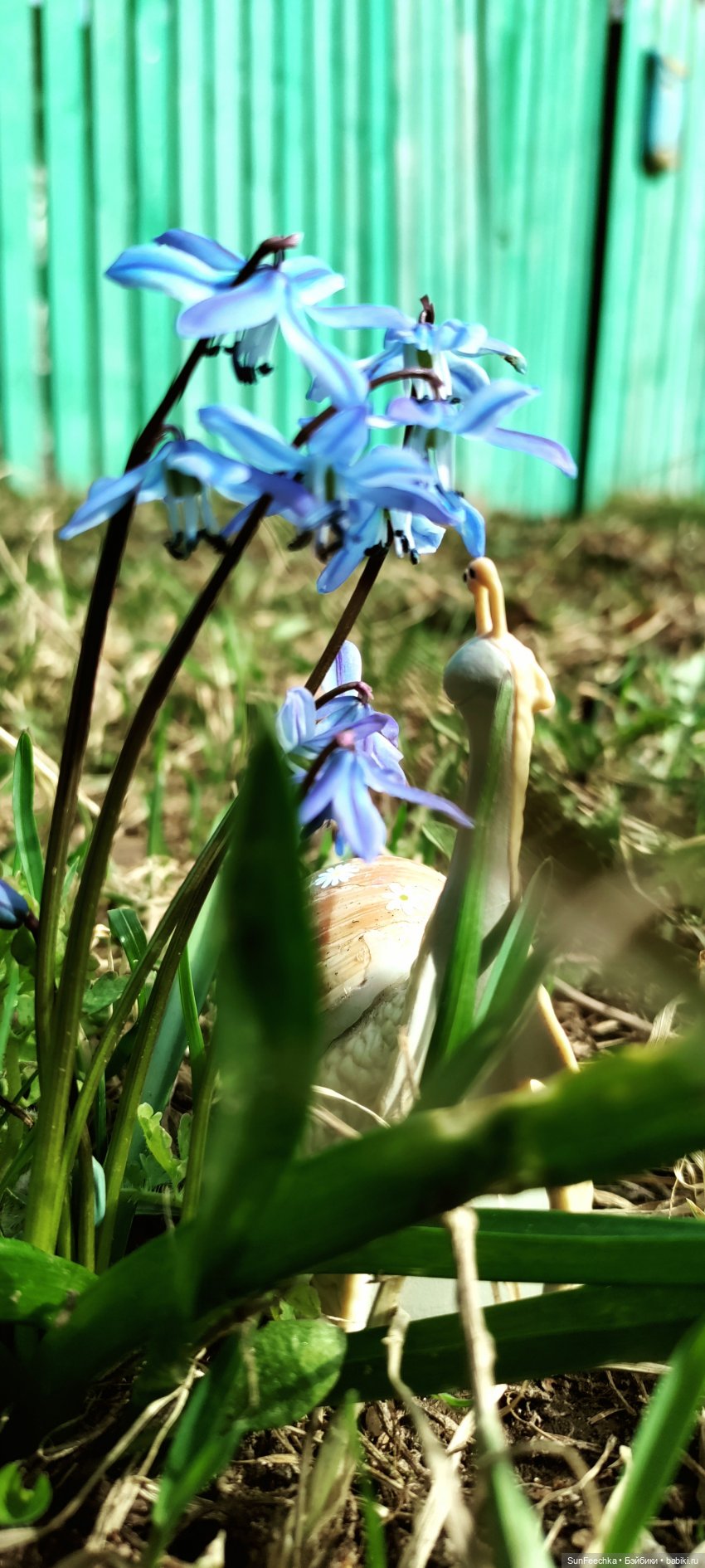 Тихая радость обыкновенной улитки (фото 4)