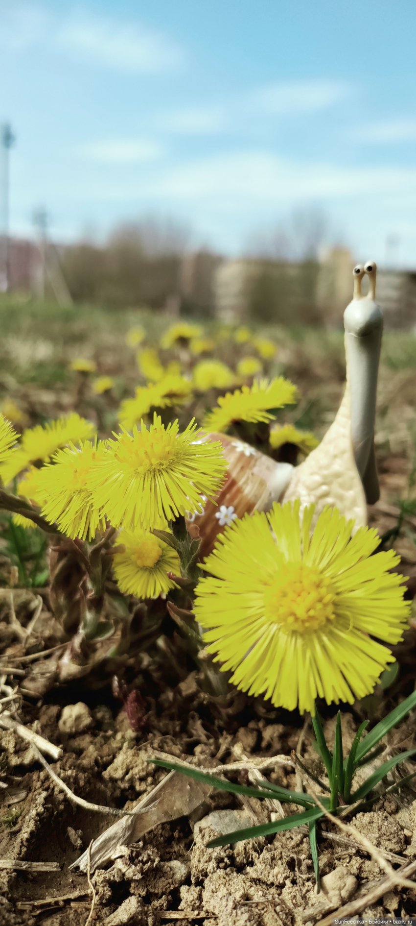 Тихая радость обыкновенной улитки (фото 3)