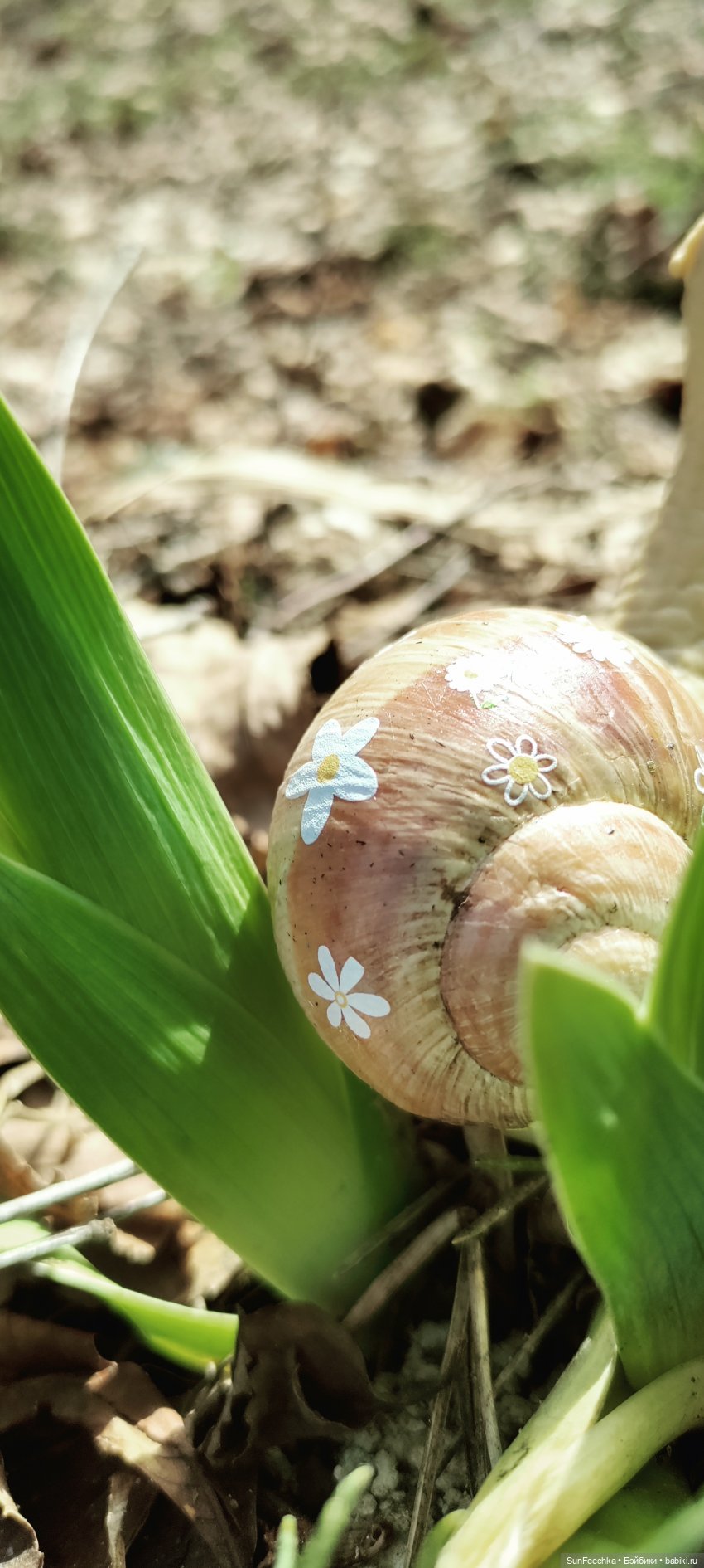 Тихая радость обыкновенной улитки (фото 5)