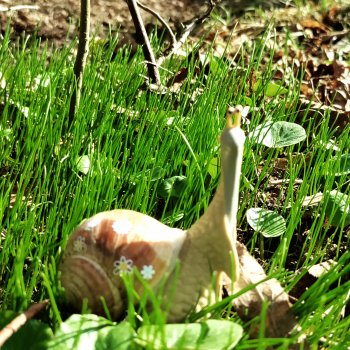 Тихая радость обыкновенной улитки