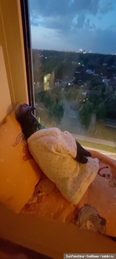 «Так вот ты какой, цветочек аленький!» Акакий (фото 4)