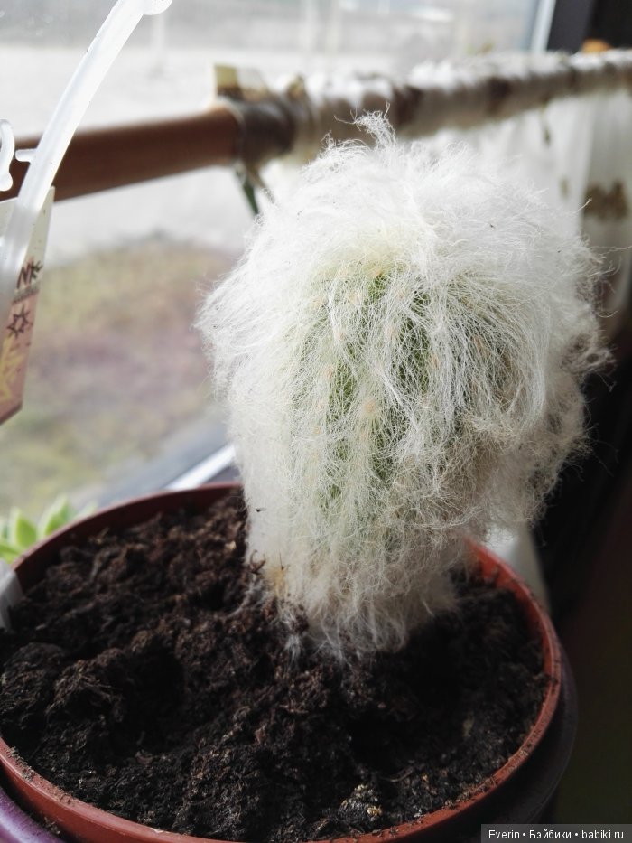 Дальние родственники. Шарнирные куклы (фото 3)