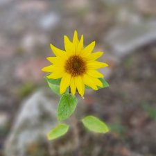 Без  Волокордина читать не рекомендуется!