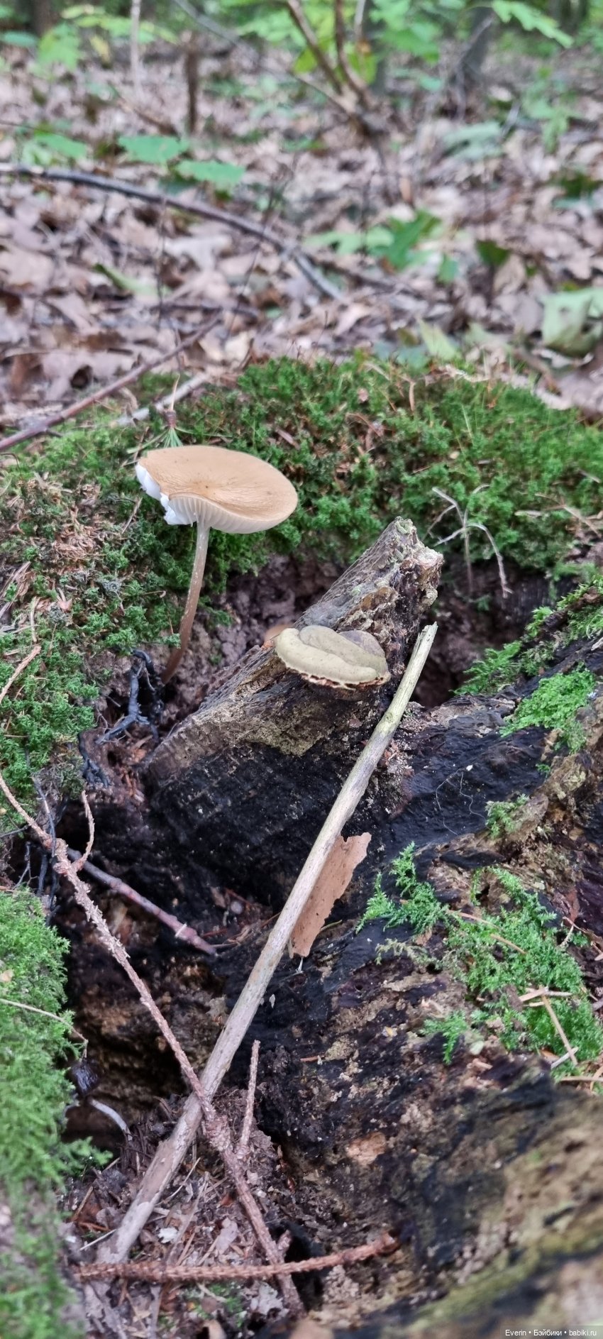 Пойдём погуляем — Куклы Sissel Skille (Сиссель Скилле): Gotz (фото 5)