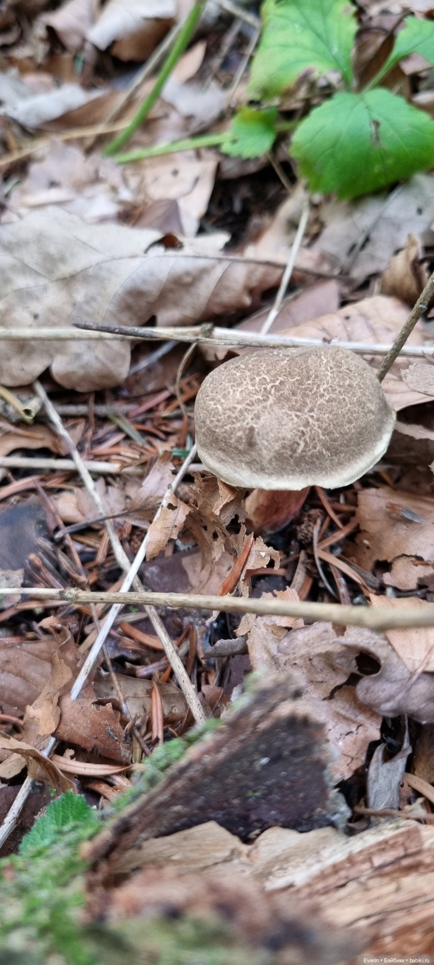 Пойдём погуляем — Куклы Sissel Skille (Сиссель Скилле): Gotz (фото 7)