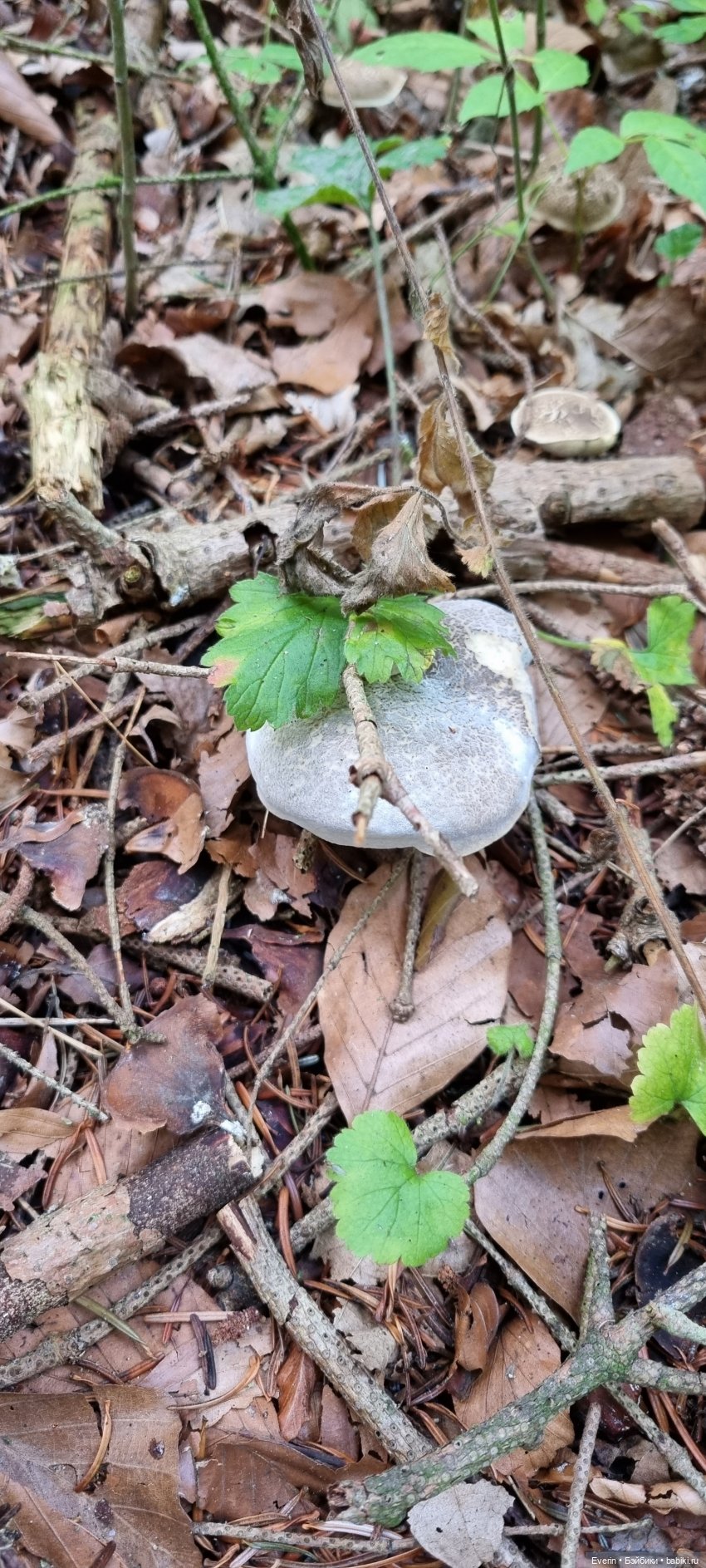 Пойдём погуляем — Куклы Sissel Skille (Сиссель Скилле): Gotz (фото 6)