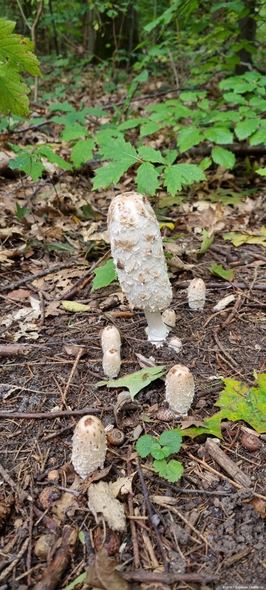 Пойдём погуляем — Куклы Sissel Skille (Сиссель Скилле): Gotz (фото 4)