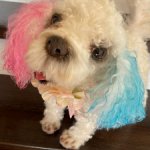 Авторская игрушка от Наташи Бабенко Собака МультиПу