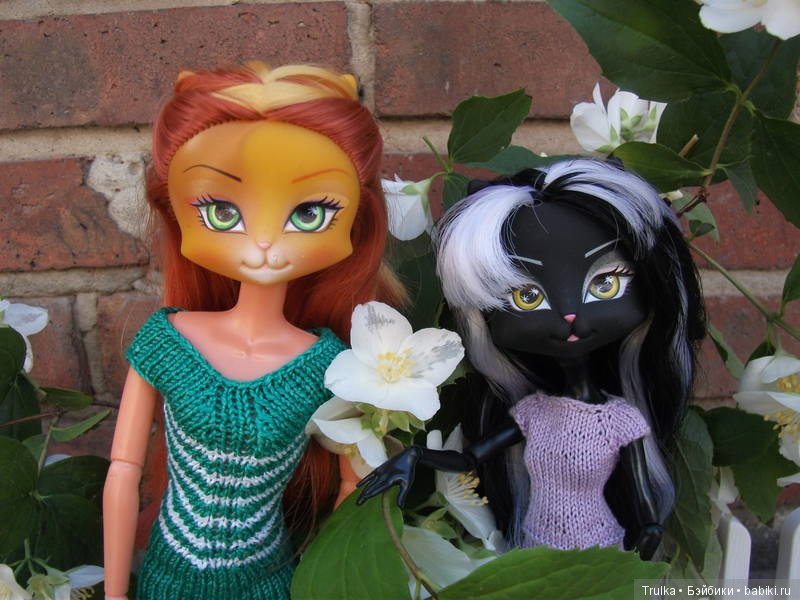 Шесть кошек и одна собачка