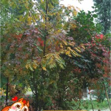 EMS или обычная почта?