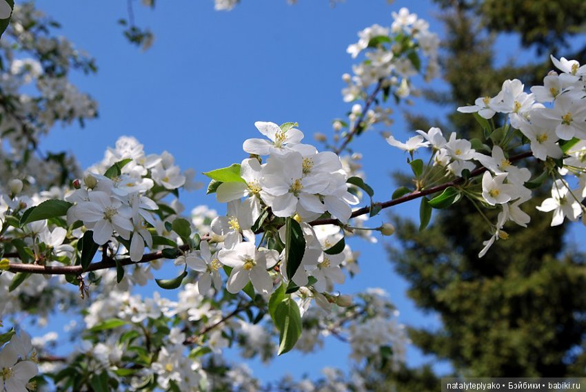 Лето-это маленькая жизнь — Болталка и разговоры обо всем: жизнь (фото 4)