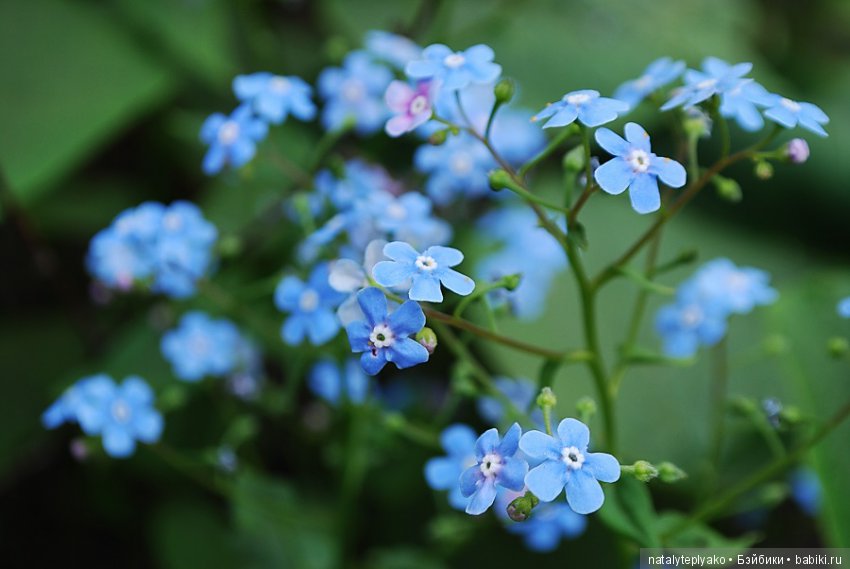 Лето-это маленькая жизнь — Болталка и разговоры обо всем: жизнь (фото 9)