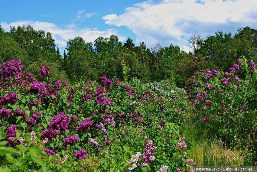 Лето-это маленькая жизнь — Болталка и разговоры обо всем: жизнь
