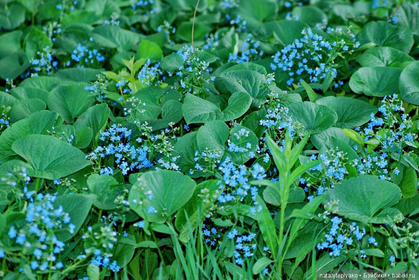 Лето-это маленькая жизнь — Болталка и разговоры обо всем: жизнь (фото 10)