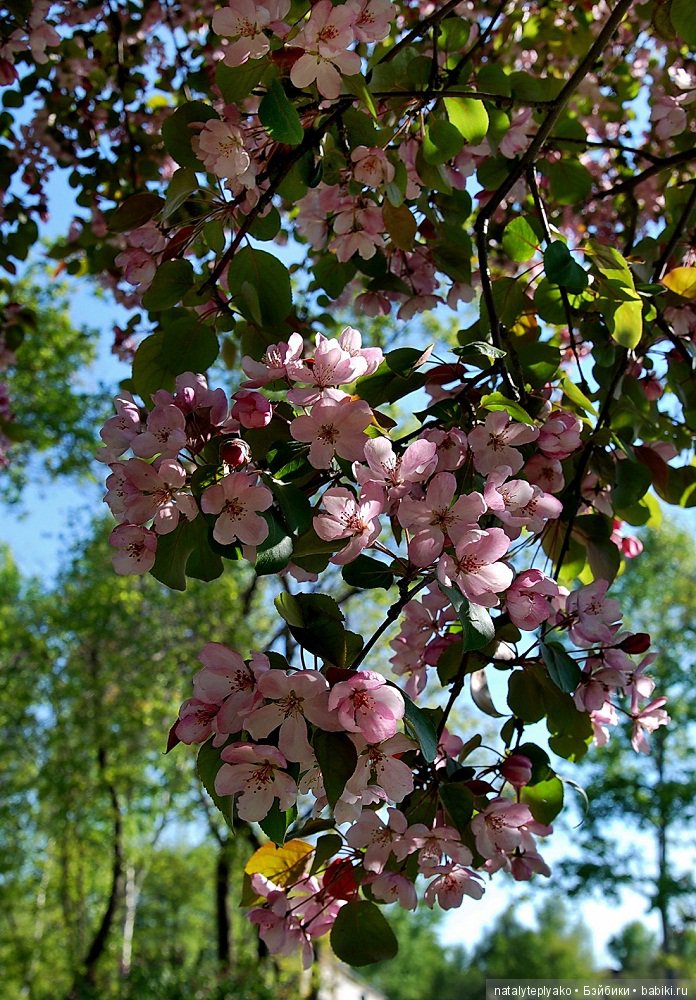 Лето-это маленькая жизнь — Болталка и разговоры обо всем: жизнь (фото 3)