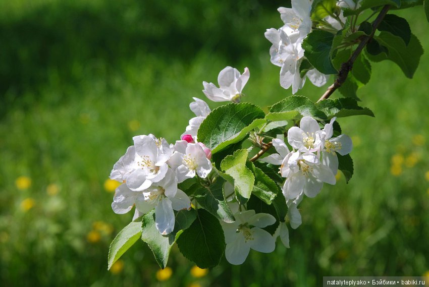 Лето-это маленькая жизнь — Болталка и разговоры обо всем: жизнь