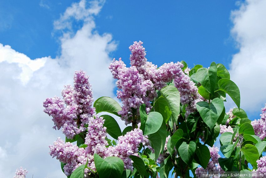 Лето-это маленькая жизнь — Болталка и разговоры обо всем: жизнь