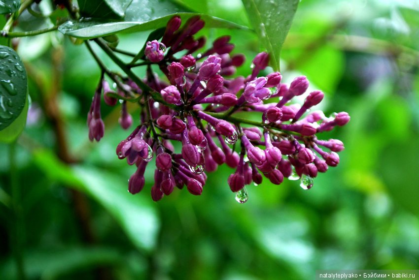 Лето-это маленькая жизнь — Болталка и разговоры обо всем: жизнь (фото 8)