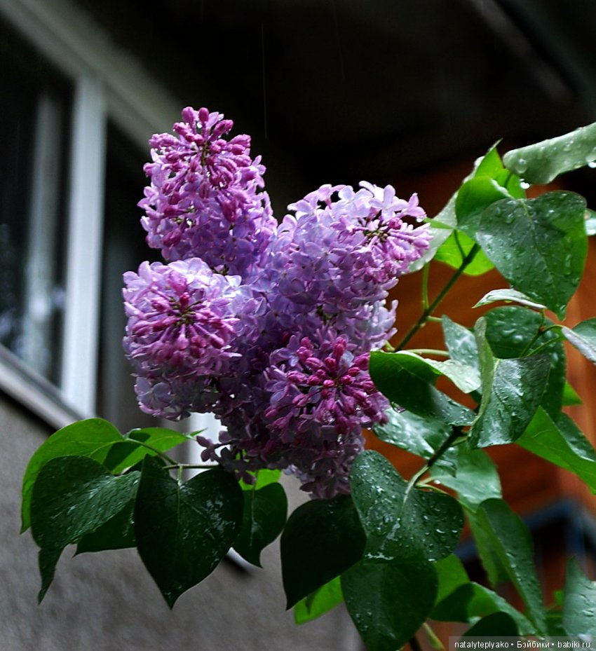 Лето-это маленькая жизнь — Болталка и разговоры обо всем: жизнь (фото 7)