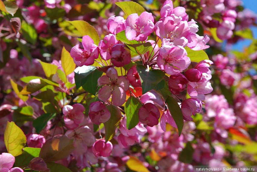 Лето-это маленькая жизнь — Болталка и разговоры обо всем: жизнь