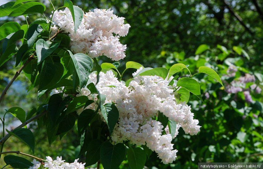 Лето-это маленькая жизнь — Болталка и разговоры обо всем: жизнь