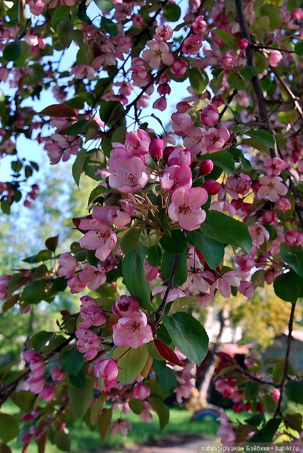 Лето-это маленькая жизнь — Болталка и разговоры обо всем: жизнь (фото 6)