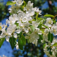 лето-это маленькая жизнь...