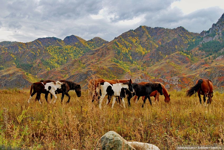 Берегите Алтай — Туризм и путешествия: фотоотчеты из поездок (фото 8)