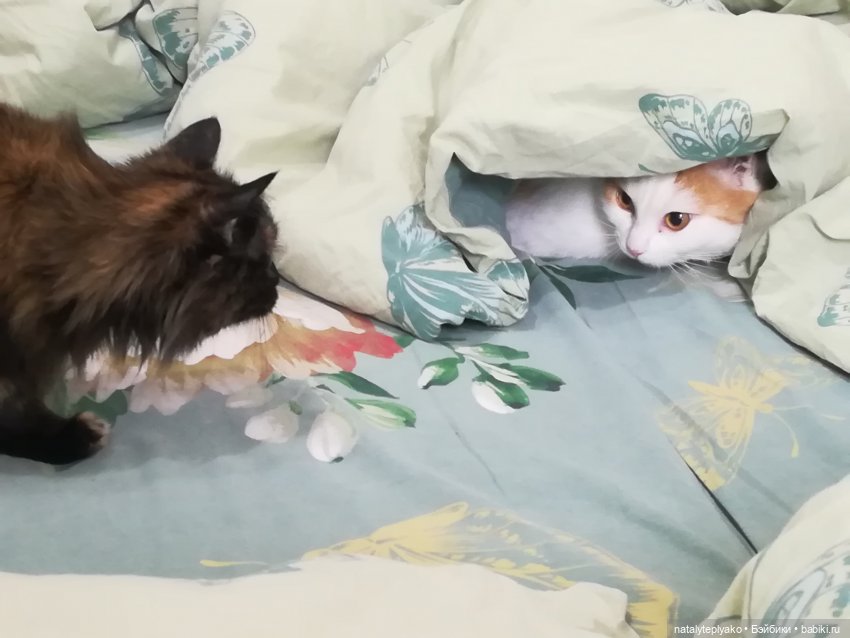 Котейки — Наши хобби и творчество: вышивка (фото 9)