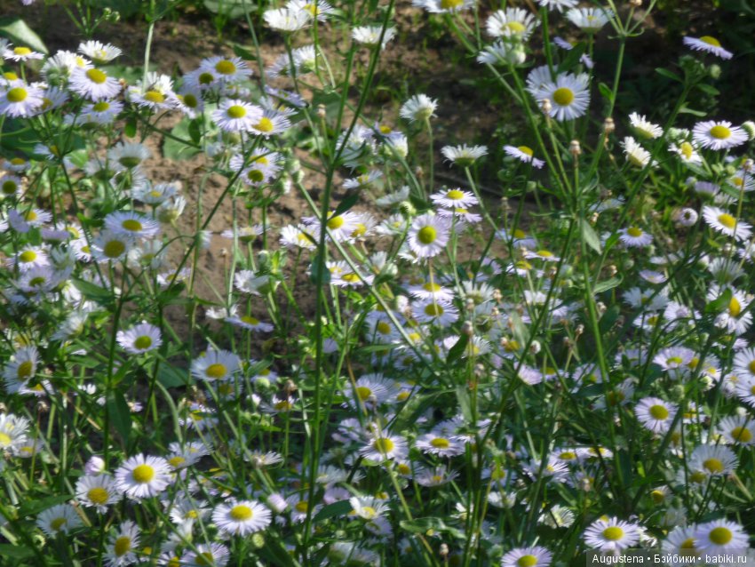 Прогулка в Быково с Николь. Часть 1 (фото 10)