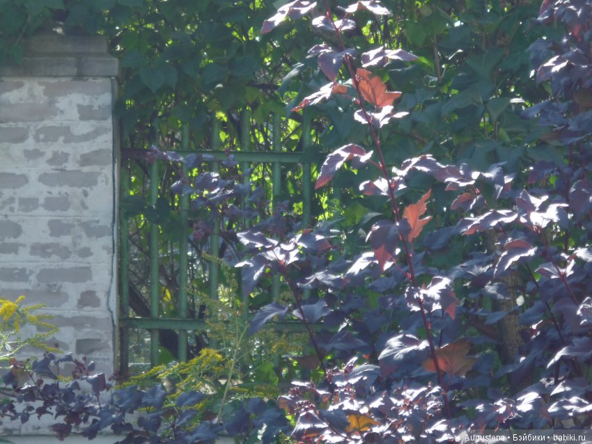 Прогулка в Быково с Николь. Часть 1