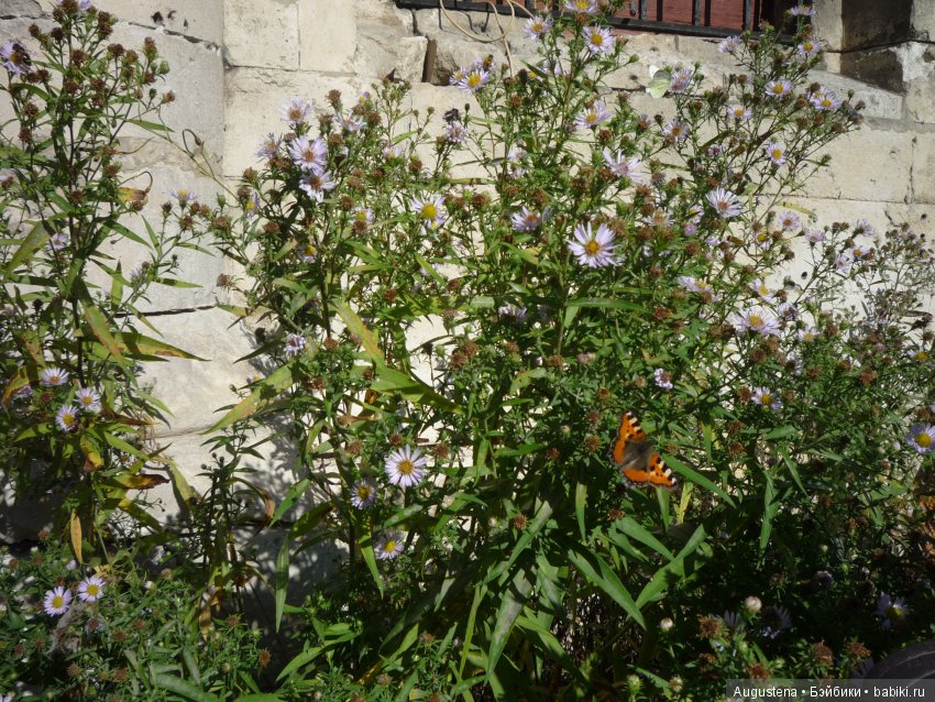 Прогулка в Быково с Николь. Часть 1