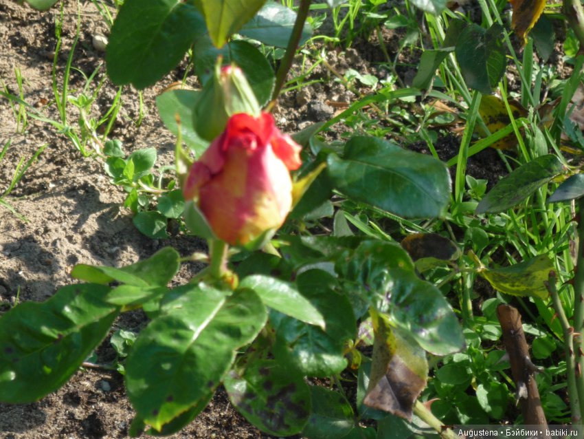 Прогулка в Быково с Николь. Часть 1 (фото 8)