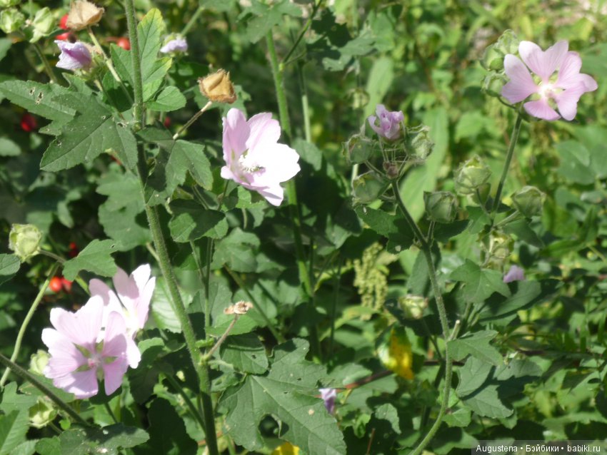 Прогулка в Быково с Николь. Часть 1