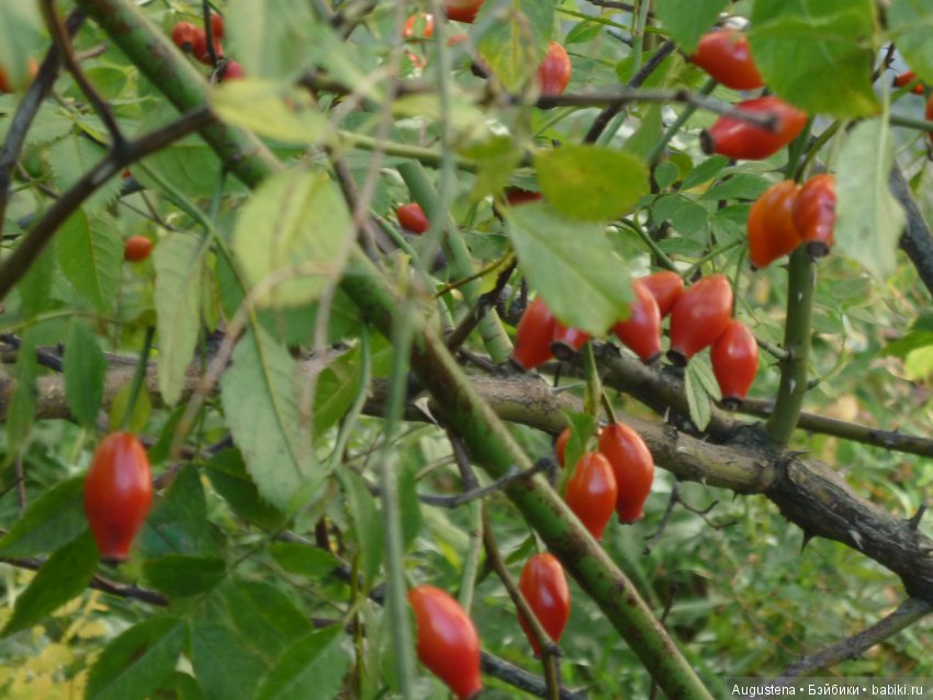 Прогулка в Быково с Николь. Часть 1