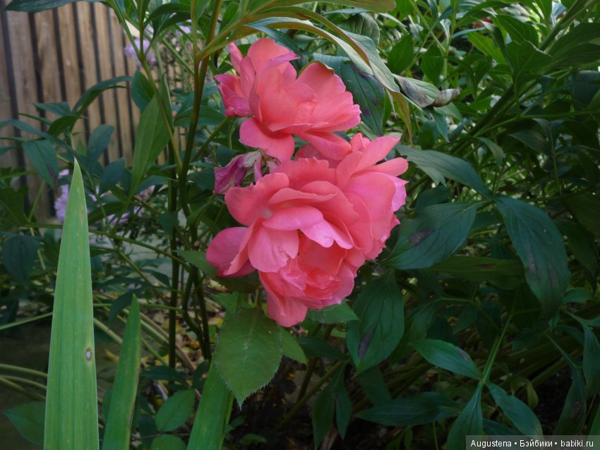 Прогулка в Быково с Николь. Часть 1 (фото 9)