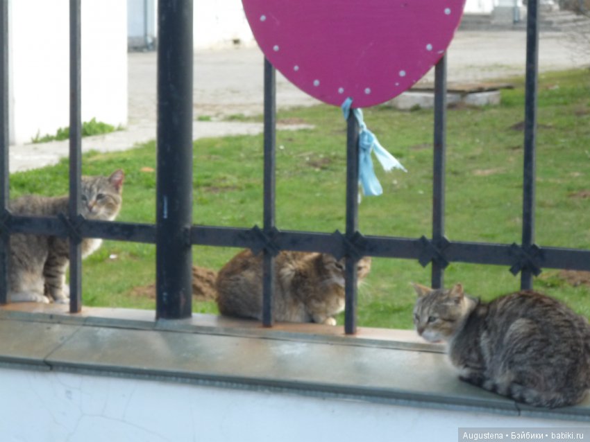 Тверская симфония. Завидово