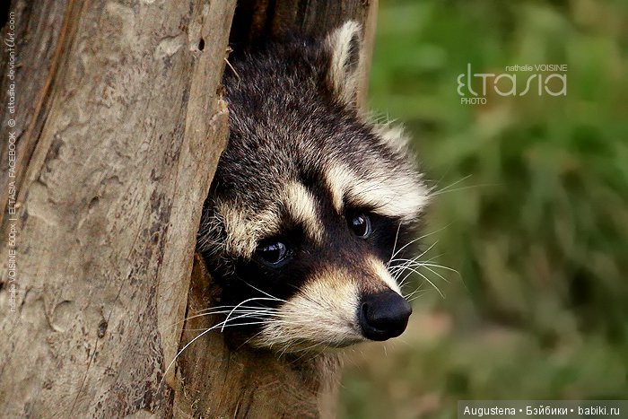 А у меня сегодня Днюха | Бэйбики А у меня сегодня Днюха — Болталка и разговоры обо всем: жизнь