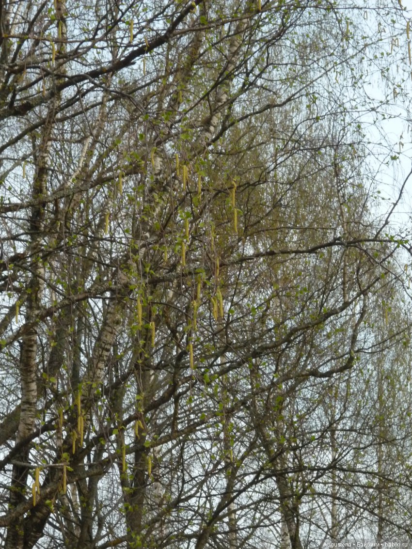 Тверская симфония. Красное, Торжок, Нило-Столобенская обитель, Домотканово