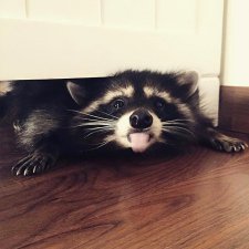 Просто поговорить о своём... о кукольном. И новенькие