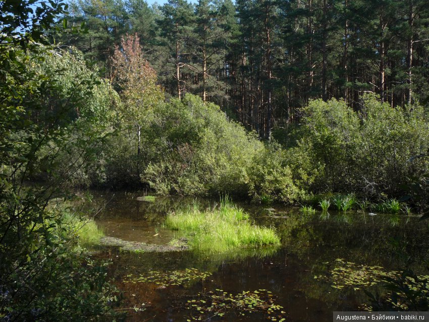 Светлый лес | Бэйбики Светлый лес — Куклы Fairyland (ФэйриЛэнд): BJD (БЖД)